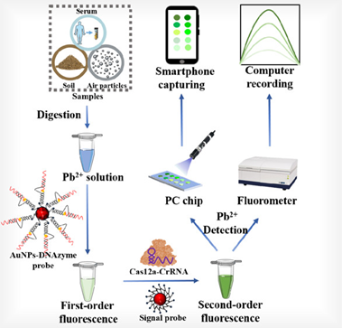 Abstract: Although great headway has been made in DNAzyme-based detection of Pb2+, its adaptability, sensitivity, and accessibility in complex media still need to be improved. For this, we introduce new ways to surmount these hurdles. First, a spherical nucleic acid (SNA) fluorescence probe (Au nanoparticles-DNAzyme probe) is utilized to specifically identify Pb2+ and its suitability for precise detection ...