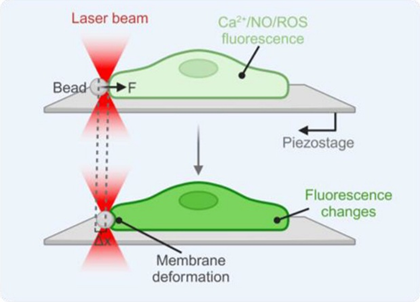 Abstract: Endothelial cells (ECs) regulate vascular function by converting mechanical forces into biochemical signals; however, the molecular mechanisms of pN-scale mechanotransduction remain elusive. Here, we develop an optical tweezer-integrated confocal microscopy system that allows precise, noninvasive manipulation of the cell membrane localization with mechanical stimuli within the 0–100 pN range ...
