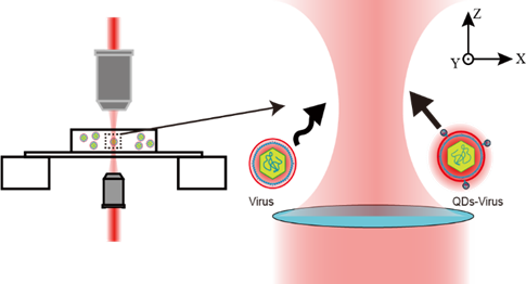 Abstract: Abstract:Optical tweezers use the momentum of photons to capture and manipulate particles in a noncontact way. Although related techniques have been widely used in biology and materials, the research on viruses is still relatively limited. It is hard to optically trap viruses because trap stiffness is rather low and the size of viruses are too small. Here, we used an optical tweezers system ...