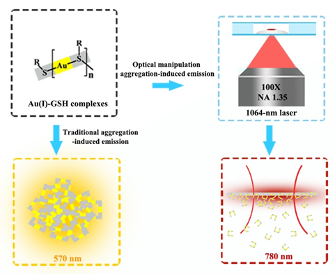 Abstract: An optical manipulation method to activate the aggregation-induced emission (AIE) of Au(I)-glutathione (Au(I)-GSH) complexes is presented. First, the well-known AIE-type Au(I)-GSH complexes with a solid emission wavelength of 570 nm are synthesized. At the beginning of the focusing a 1064 nm continuous-wave (CW) laser at the interface of Au(I)-GSH complexes solution, its luminescence is hardly ...