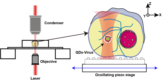 Abstract: Optical tweezers are considered a tool for trapping and measuring forces on single molecules and small particles. Current research mainly focuses on measuring force spectral information of particles suspended in solution. However, the viscoelastic environment within the cell presents additional challenges for the in situ calibration of force spectroscopy data. To address this issue, we used ...
